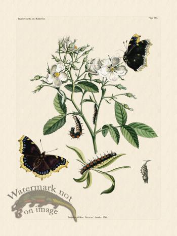 Wilkes Butterflies 101